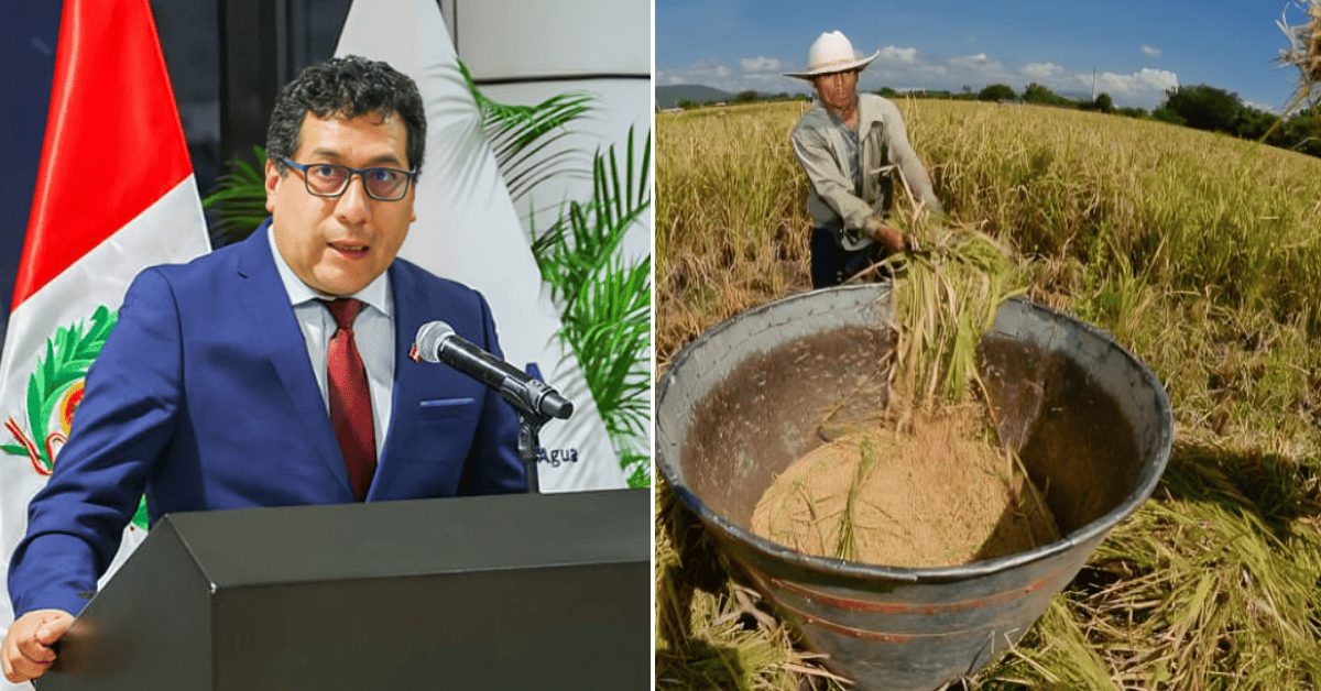 Gobierno destinará S/150 millones para apoyar a productores arroceros mediante Decreto de Urgencia