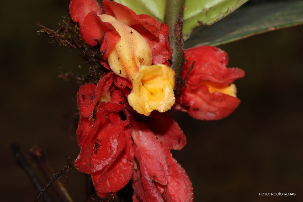 Nueva especie de planta es descubierta en la selva central del Perú: conoce los detalles de este hallazgo