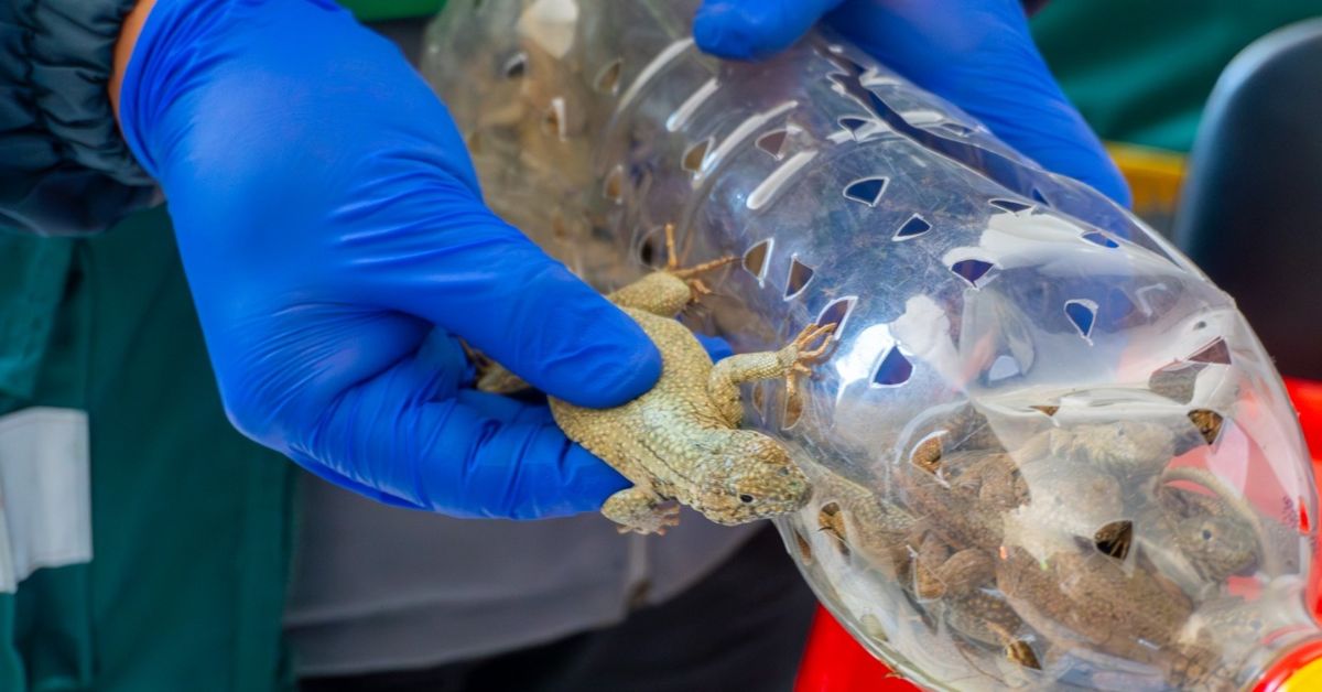 Rescatan 170 lagartijas en Tacna: reptiles eran vendidos ilegalmente por supuestas propiedades curativas