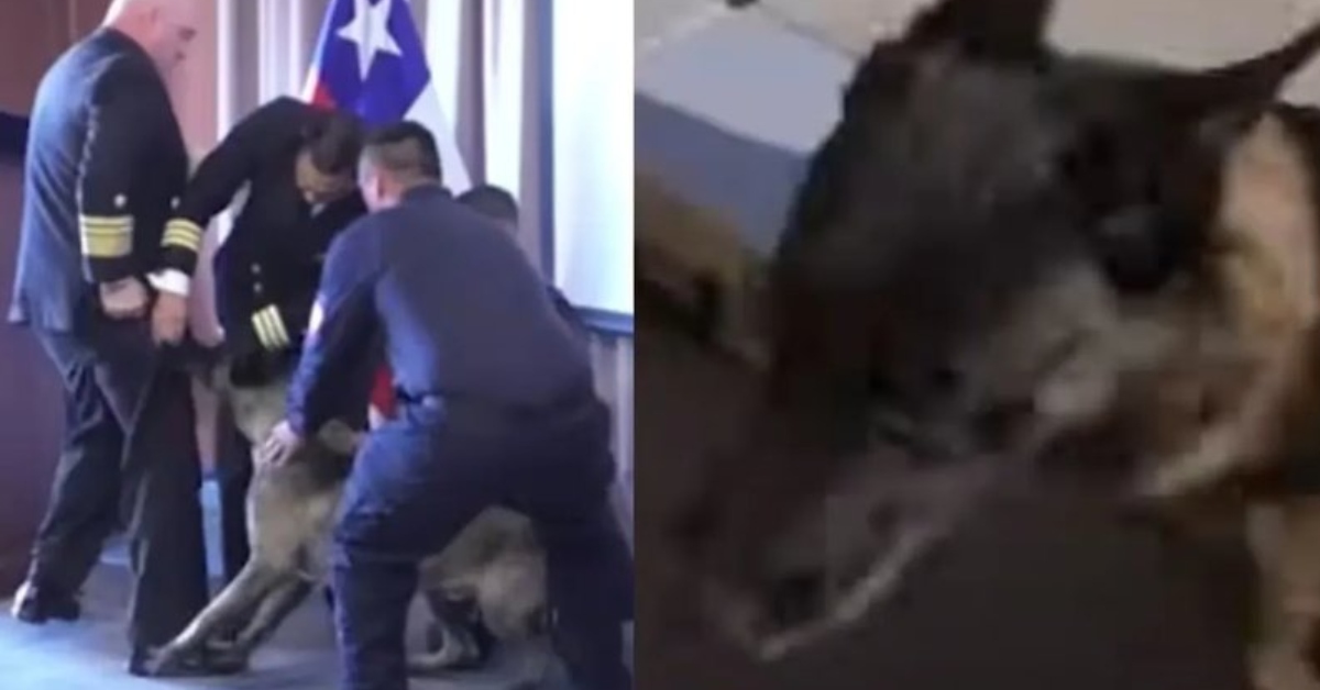 Perro antidrogas se lanza sobre vicealmirante chileno en plena ceremonia y se vuelve viral: Armada aclara suceso
