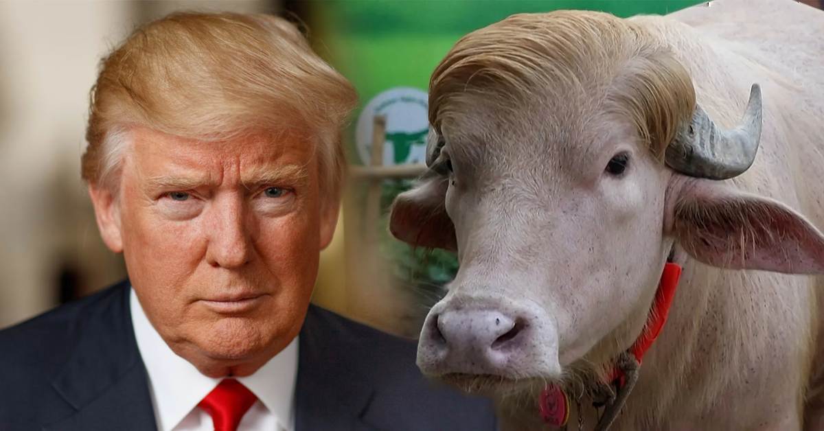 El búfalo "Donald Trump" se salva de ser sacrificado en ritual musulmán gracias a su fama internacional