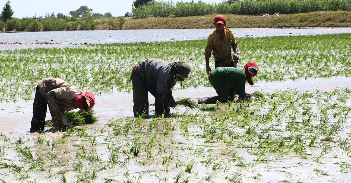Gobierno destina S/ 170 millones para frenar crisis económica de productores de arroz