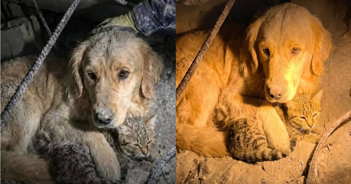 Perrito arriesgó su vida para proteger a su amigo gato bajo los escombros tras sismos en Venezuela