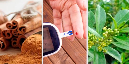 6 plantas medicinales para bajar el azúcar