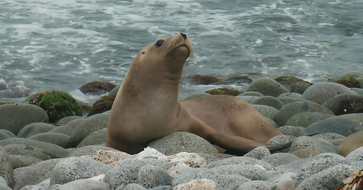 ¿Encontraste un lobo marino en la playa? Esto es lo que nunca debes hacer, advierte Serfor