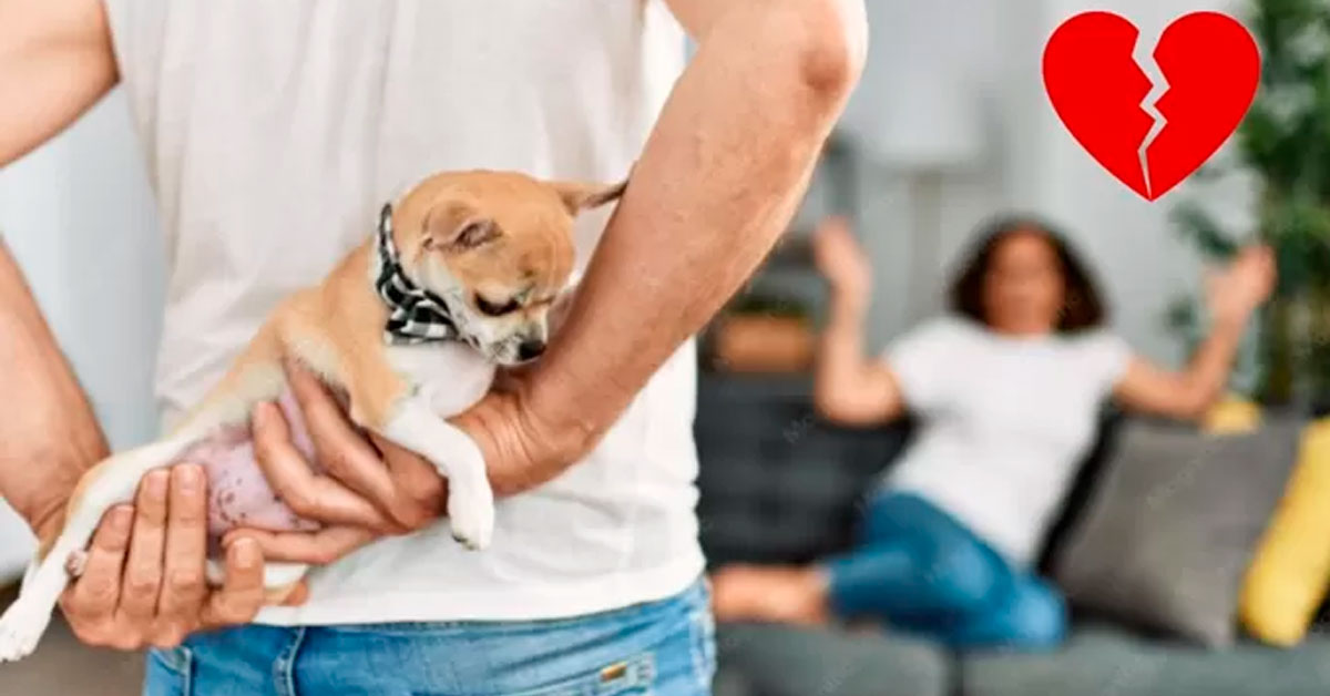 Pareja pidió el divorcio porque sus mascotas no se llevan bien: Caso viral en redes