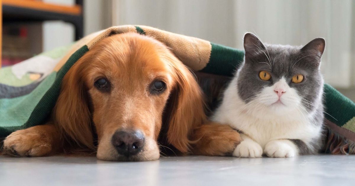 Proponen otorgar un día de LICENCIA LABORAL remunerada por muerte de mascota: Proyecto de ley en Uruguay