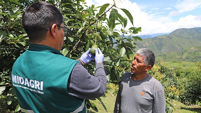 MIDAGRI: Control de la mosca de la fruta fortalece el crecimiento de las agroexportaciones en Arequipa