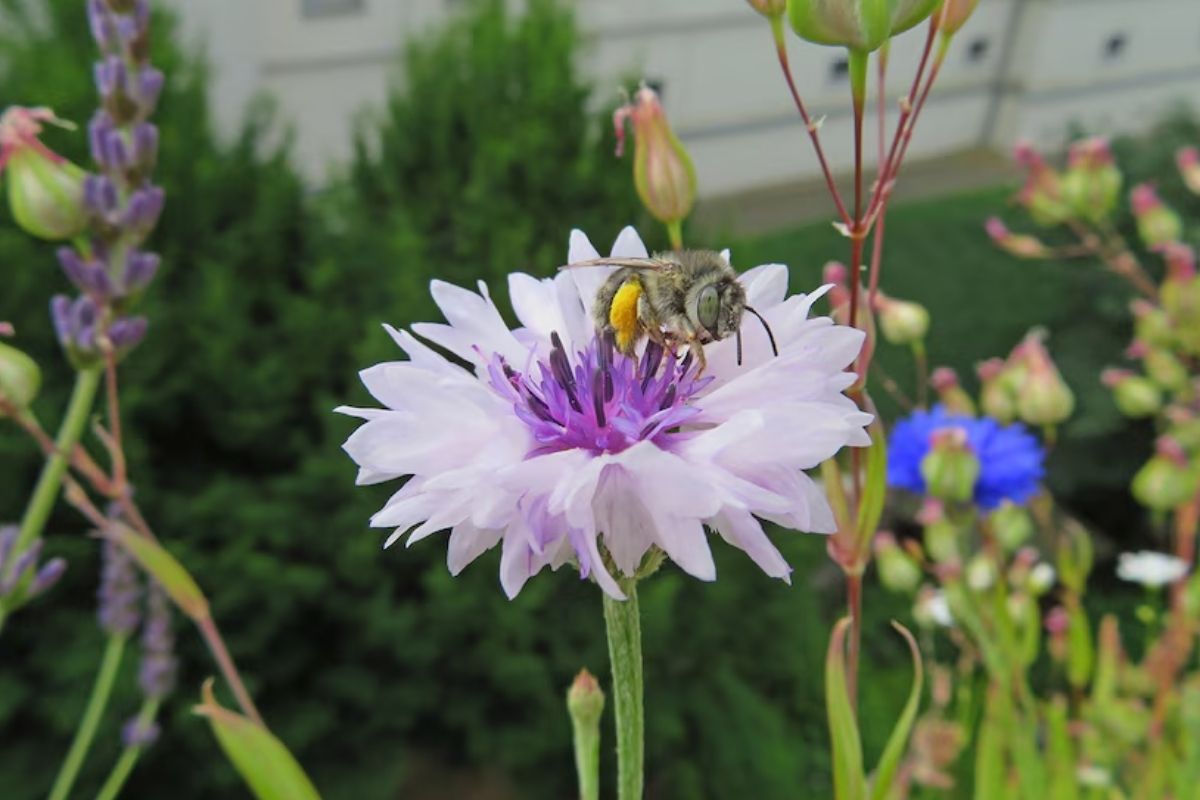 Jardines para polinizadores: ¿qué son y dónde hacerlos?