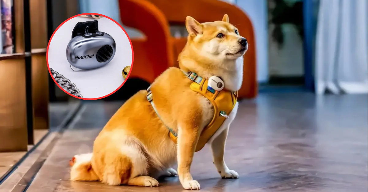 China lanza traductor para perros y gatos con 95% de efectividad: ¿Cómo funciona y cuánto cuesta?