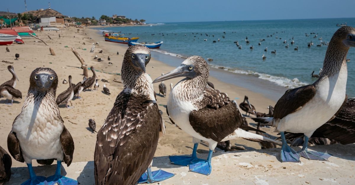 Aves marinas aparecen sin vida en playas de Tumbes: Cangrejo jaiba morada sería causante