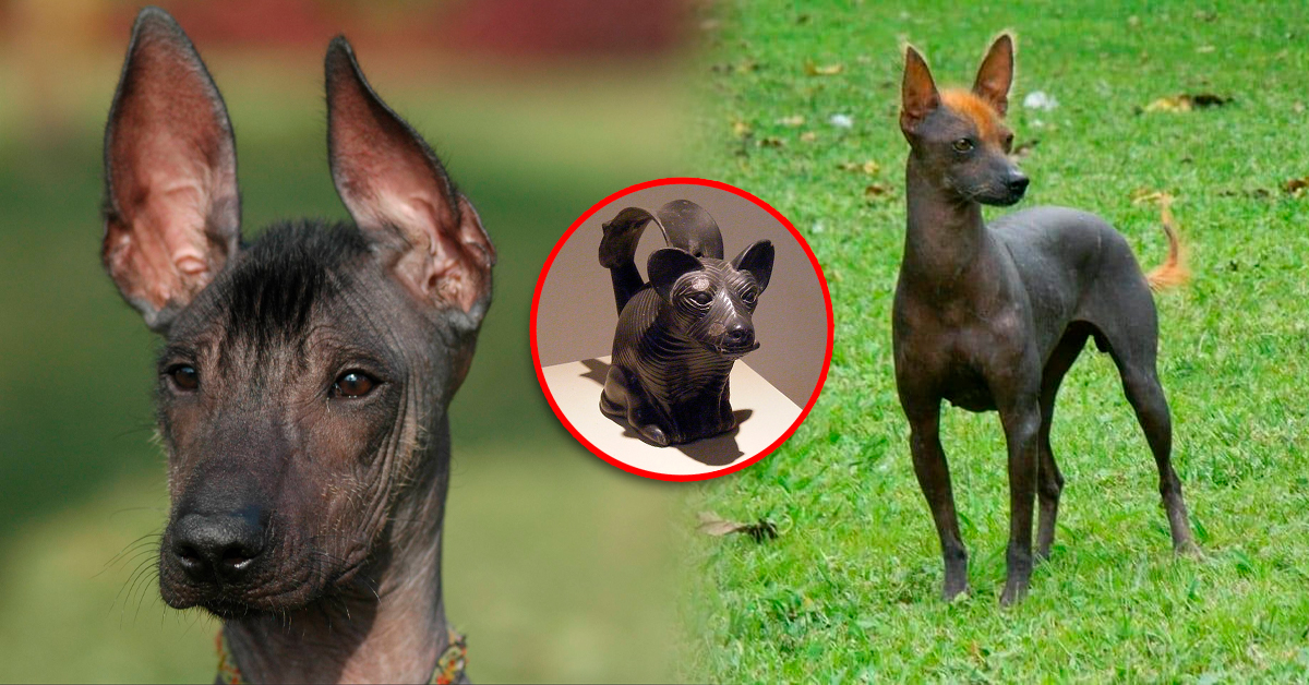 Día del Perro Peruano sin Pelo: Historia, origen y características de la raza emblemática del país