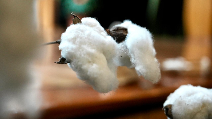 Nueva variedad de algodón mejorado en La Molina busca abrir una nueva etapa para la producción textil peruana