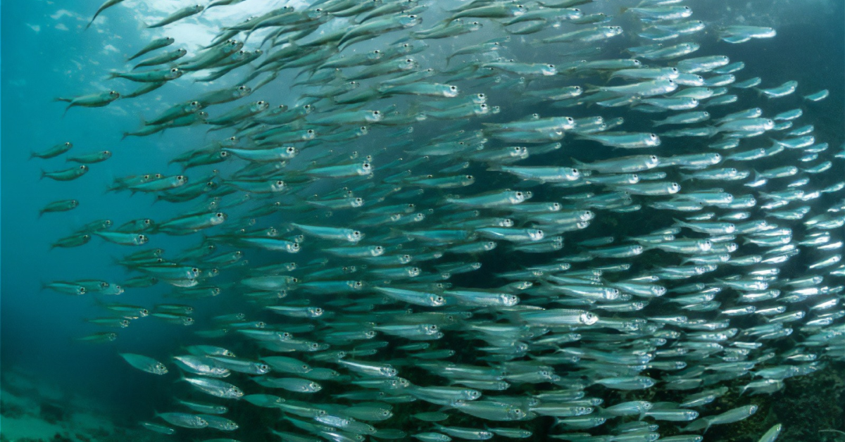 Fenómeno de El Niño amenaza la anchoveta: ¿Cómo afecta a la reproducción y distribución en el mar del Perú?