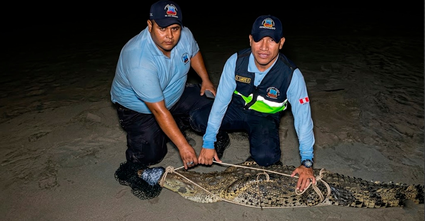 Capturan a cocodrilo de dos metros que aterrorizó a bañistas en playa de Los Órganos