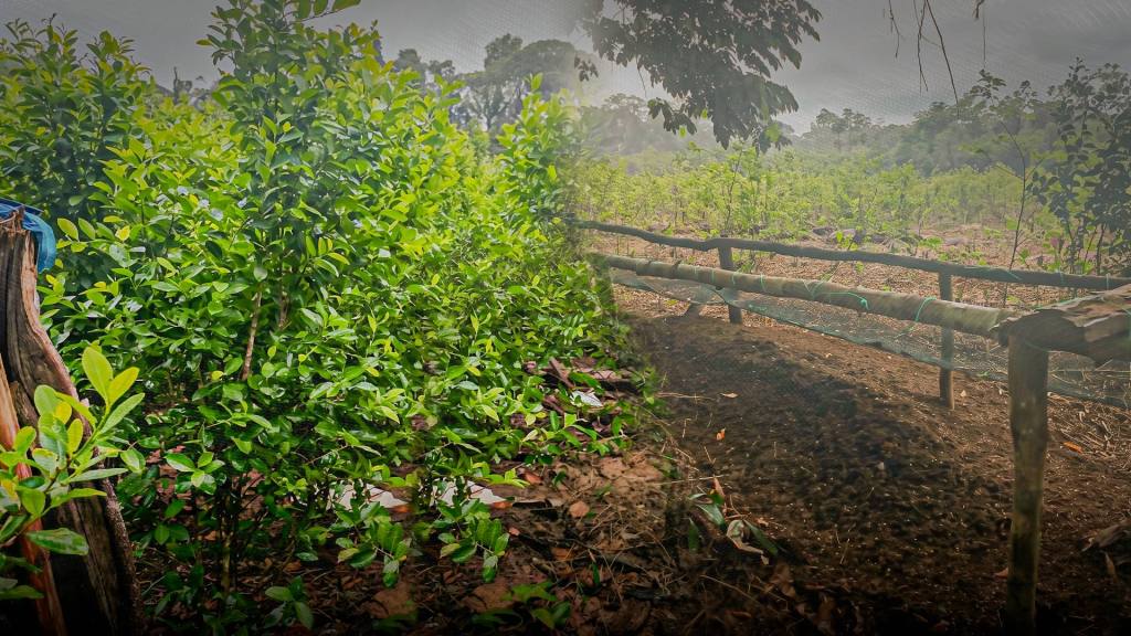 Crecen narcotr&aacute;fico y denuncias de corrupci&oacute;n en &aacute;rea de conservaci&oacute;n en Ucayali