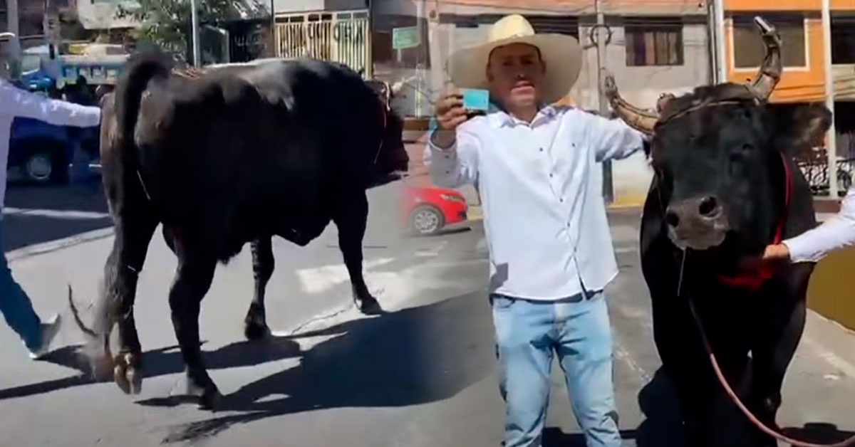 Elecciones 2026: Ciudadano llegó a votar con su TORO de pelea de 900 kilos y sorprende a electores
