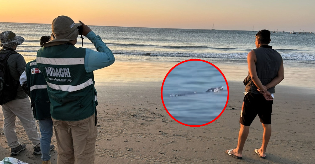 SERFOR confirma avistamiento de cocodrilo en playa de Tumbes: Habría sido desplazados por lluvias intensas
