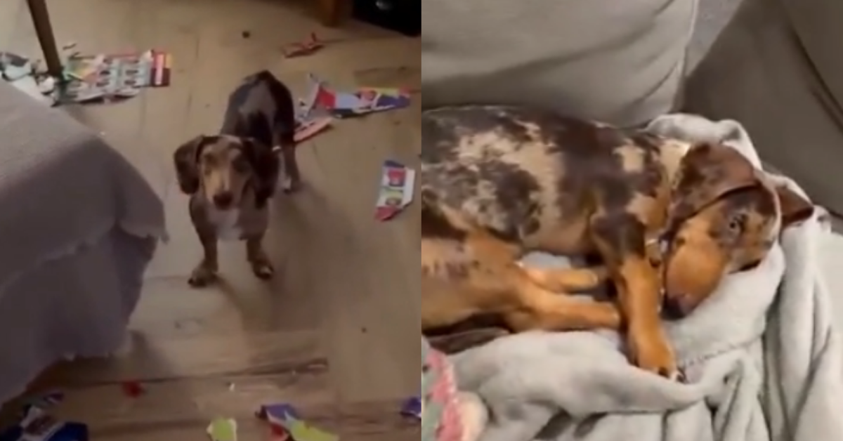 Joven tenía el ÁLBUM del Mundial casi lleno, pero su perrita lo DESTROZÓ: "Solo me faltan 20 figuritas"