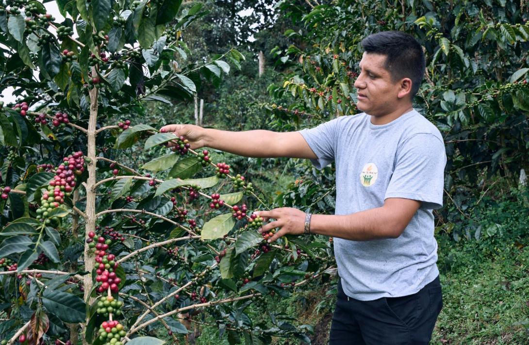 Joven peruano conquista el mundo con su café
