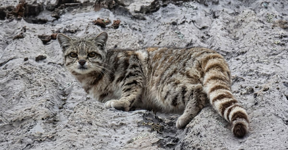 Presencian ejemplar de gato andino en interior del Parque Nacional Huascarán: ¿Por qué es tan importante este avistamiento?