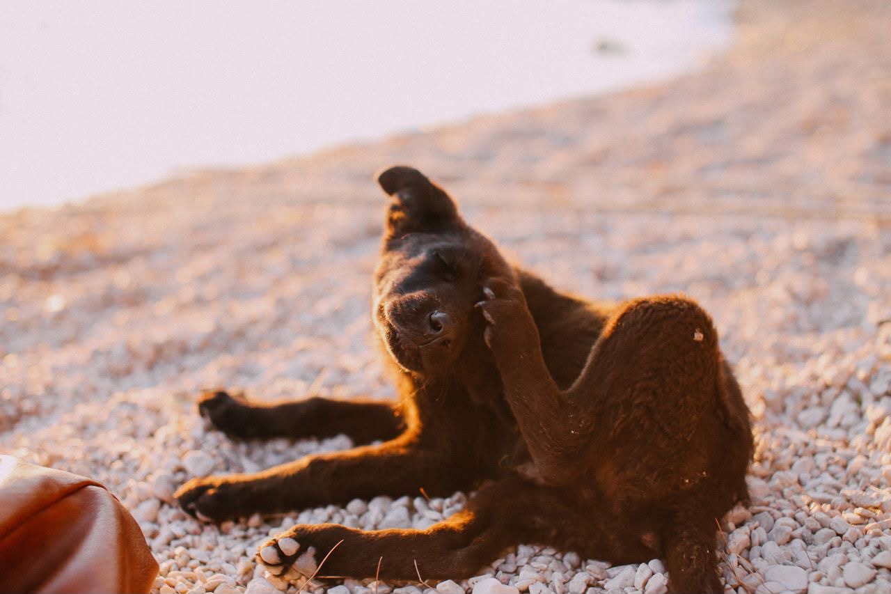 Conoce las 3 alergias más frecuentes en mascotas