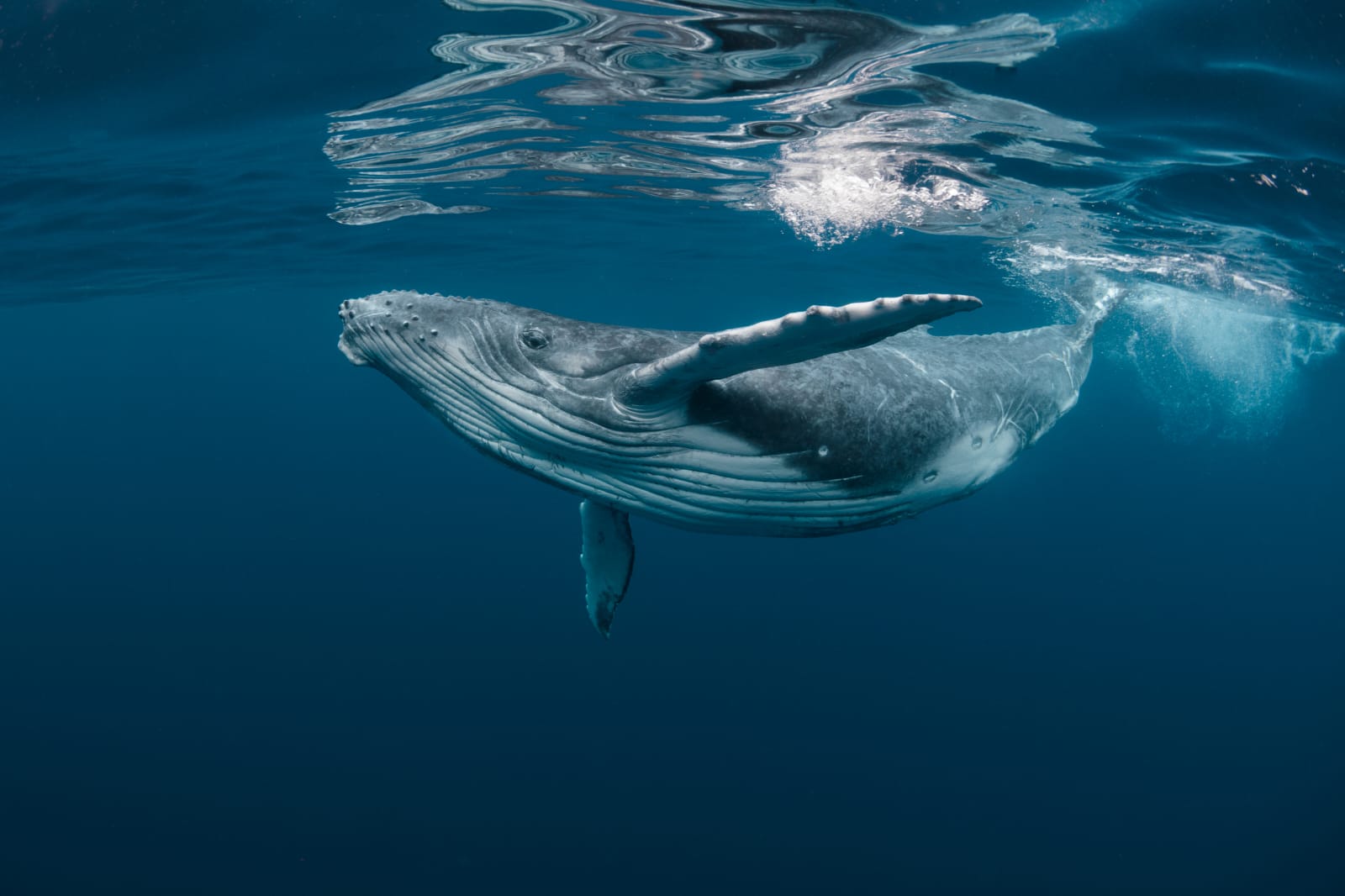 PESCA ILEGAL Y CAMBIO CLIMÁTICO PONENEN RIESGO EL MAR QUE ALIMENTA AL PERÚ