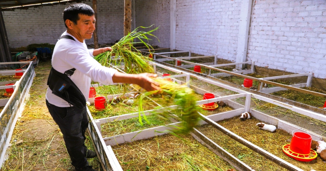 Día del Campesino: productor de Junín transforma la crianza de cuyes en una historia de progreso familiar