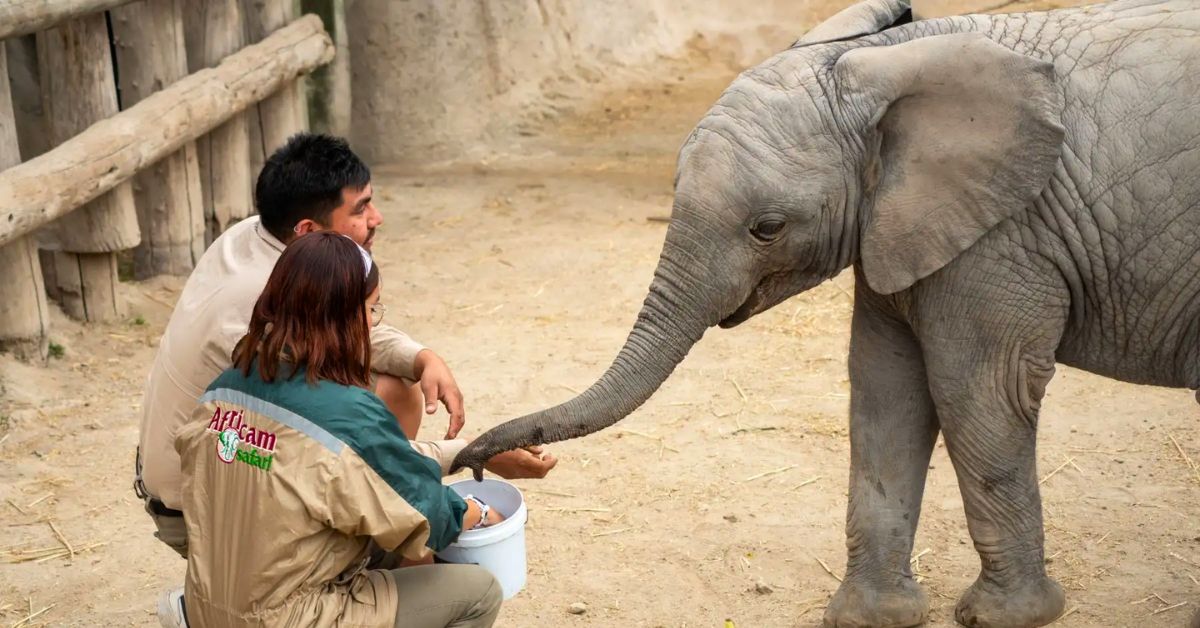 Parque de las Leyendas tendrá ELEFANTES después de más de 25 años: El Perú se prepara para recibir a dos ejemplares