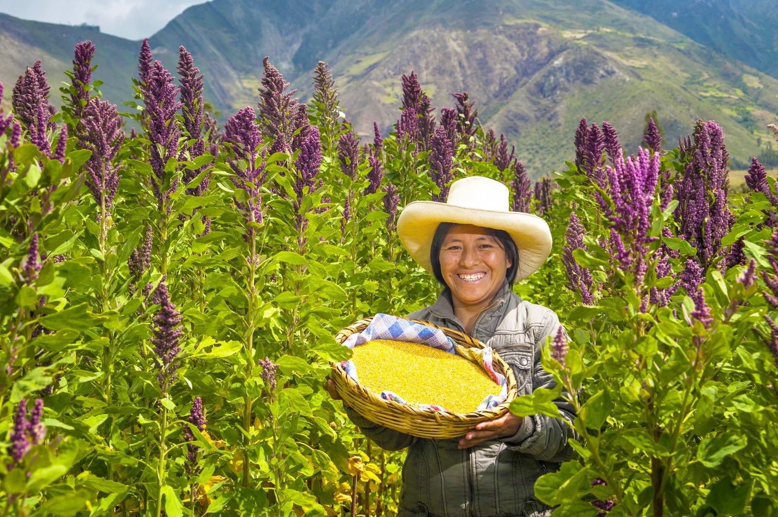 MIDAGRI: “Día Nacional de los Granos Andinos 2026”, el Perú lidera la producción y exportación mundial de quinua