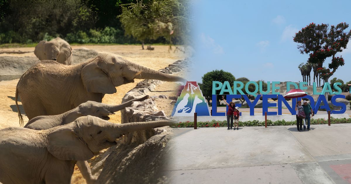 Parque de las Leyendas tiene previsto organizar un concurso para elegir los nombres de los elefantes