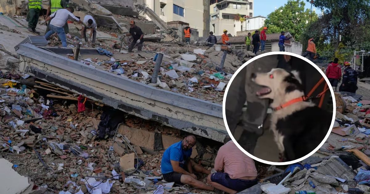 De víctima de maltrato a rescate de personas: Tsunami, el perro que ayuda a salvar vidas tras el terremoto en Venezuela