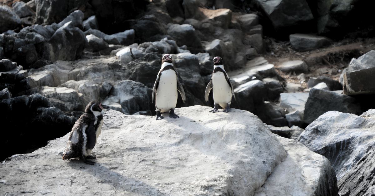 El Niño Costero amenaza a la fauna marina: SERFOR y MIDAGRI indican qué hacer si encuentras animales varados en las playas