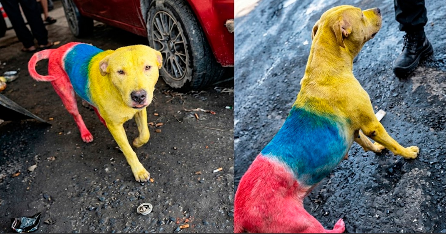 Polémica por Mundial 2026: Perrita teñida con los colores de Ecuador se hace viral en redes y causa indignación
