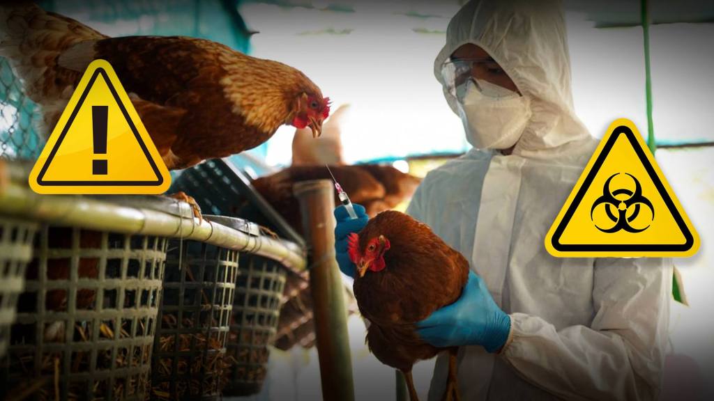 SENASA responde por emergencia sanitaria por influenza aviar