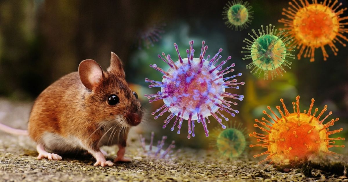 OMS declara el fin del brote de hantavirus originado en el crucero MV Hondius
