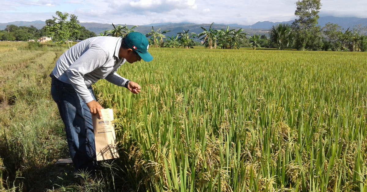 Productores de arroz advierten nuevo paro a nivel nacional si Ejecutivo no atiende demandas ante crisis de producción