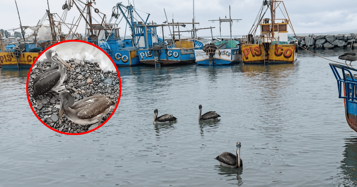 Ica: Pelícanos y gaviotas pierden la vida ante escasez de recursos marinos en playas del distrito de San Andrés
