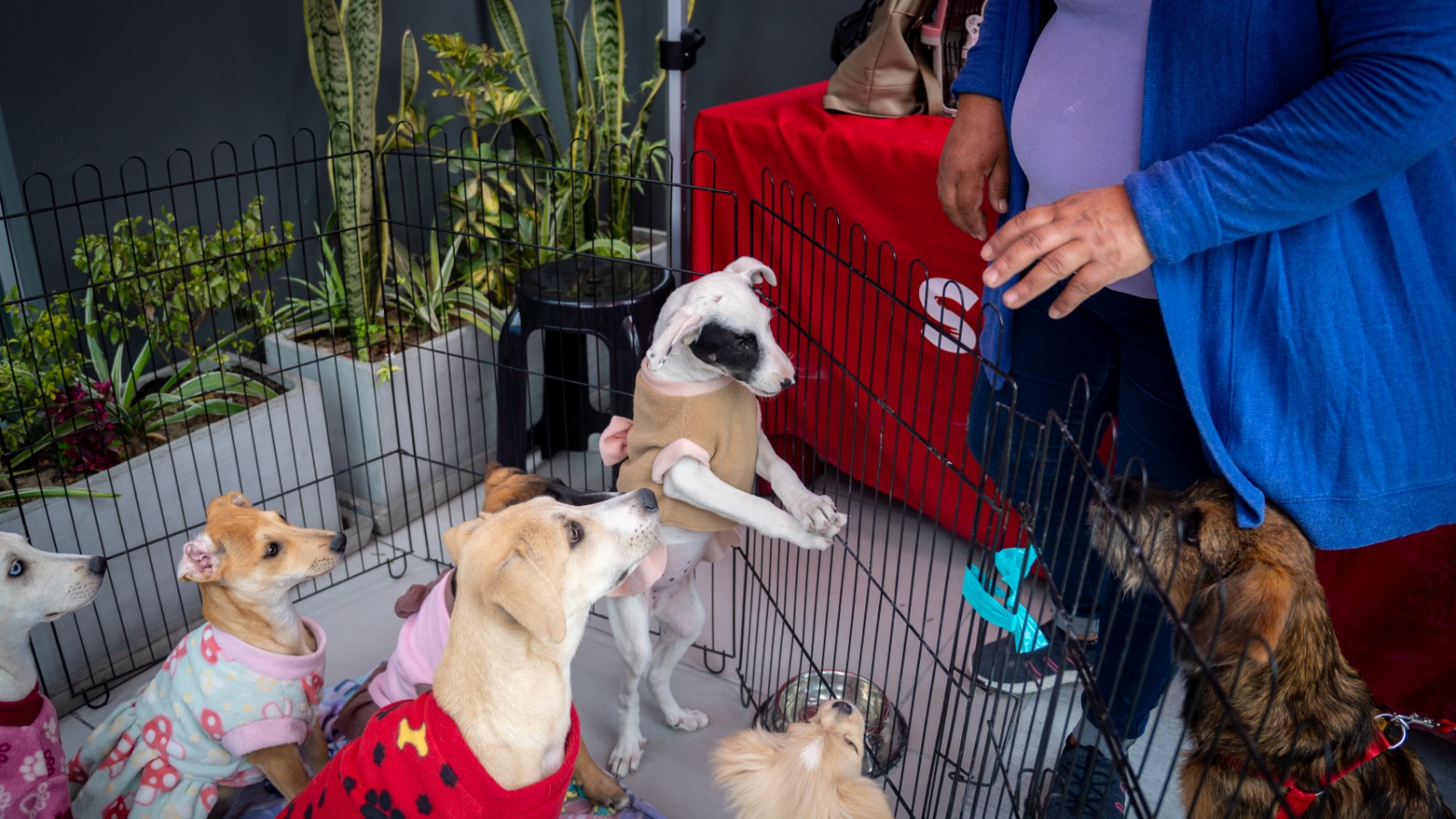 Buscan hogar para 100 mascotas en gran jornada nacional de adopción