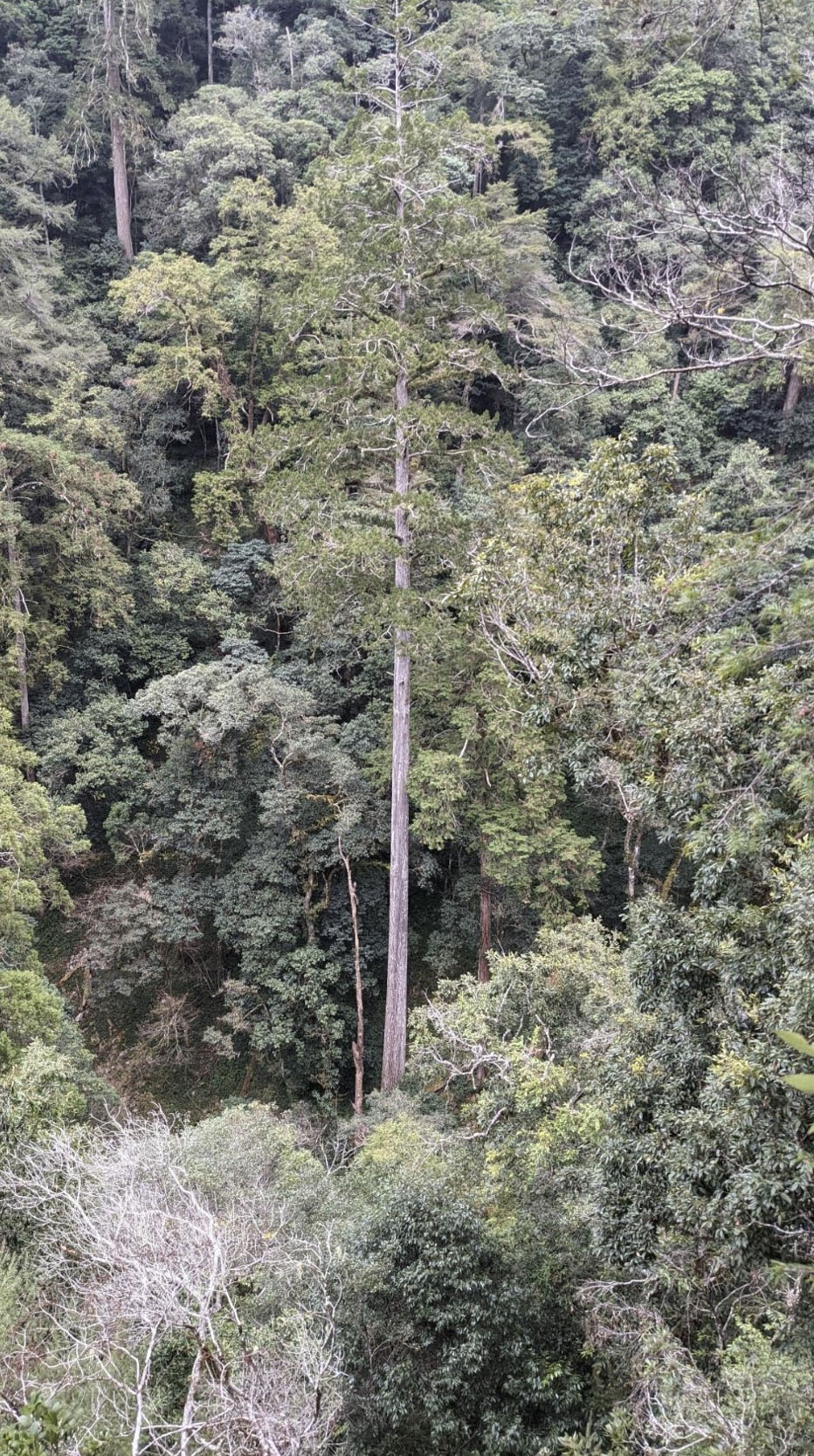 Hallan en Taiwán el árbol más alto de Asia Oriental: la “Espada del Cielo”