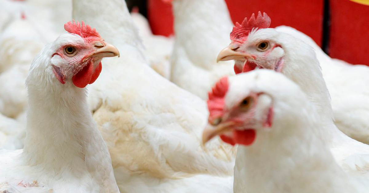 Consumo de pollo no implica un riesgo, señala César Munayco: "No hay ningún problema"