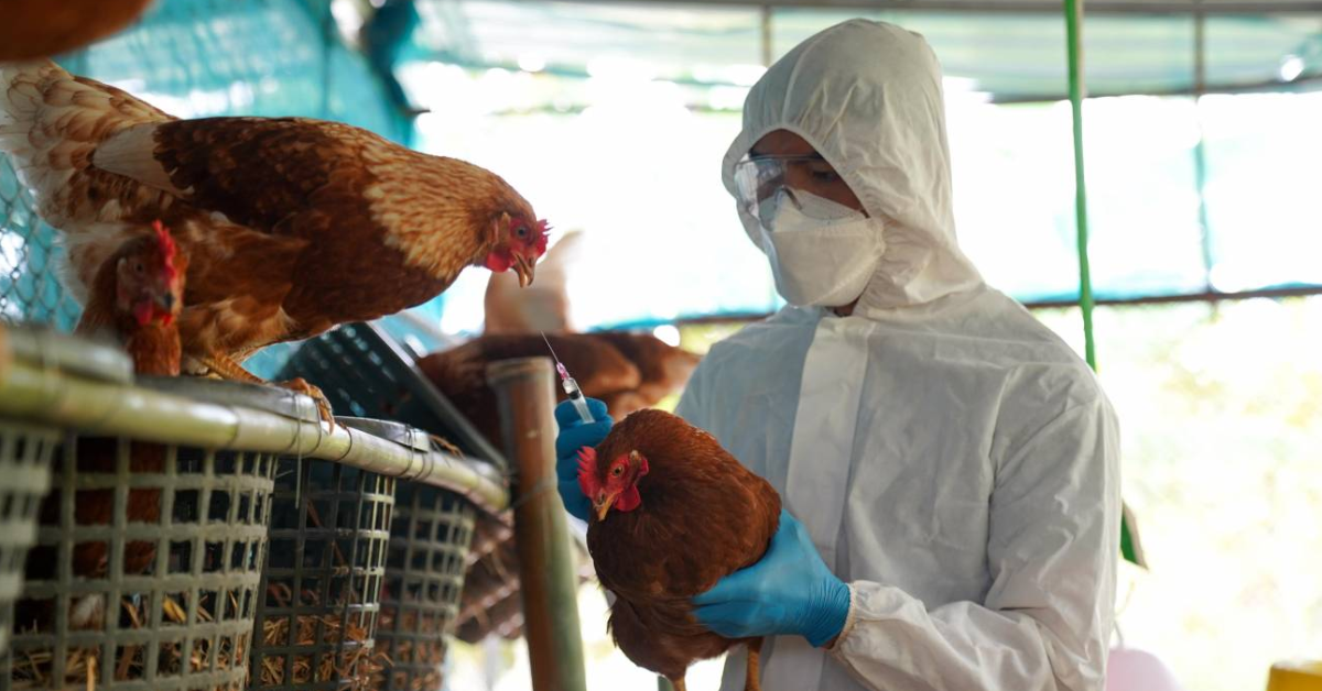Influenza aviar: Senasa descarta riesgos por consumo de pollo, huevos y similares tras declarar emergencia sanitaria