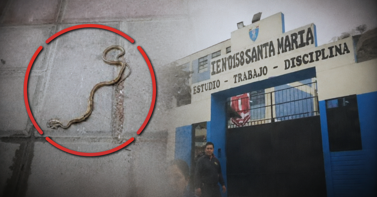 San Juan de Lurigancho: Presencia de culebras colegio nacional "Santa María" desata alarma entre padres de familia