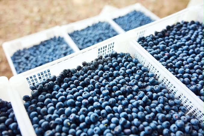 Agroexportaciones peruanas de frutas y hortalizas crecieron 17.3% y sumaron US$ 2,421 millones en el primer cuatrimestre