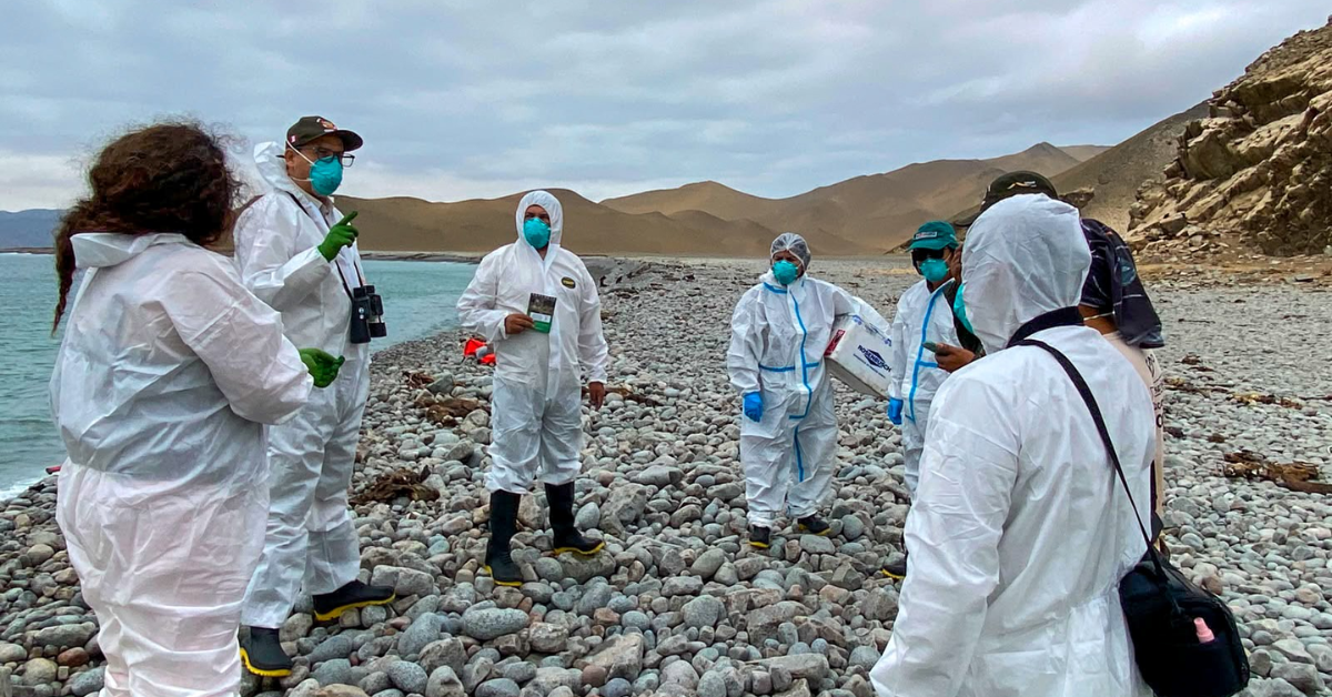 MIDAGRI activa plan de EMERGENCIA para proteger la fauna marina ante el AVANCE de El Niño Costero