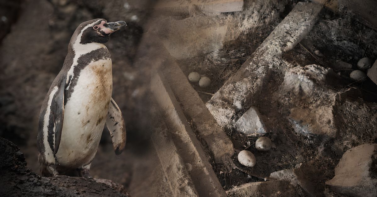 Fenómeno de El Niño: Población del pingüino de Humboldt disminuyó un 60% y alertan abandono masivo de colonias