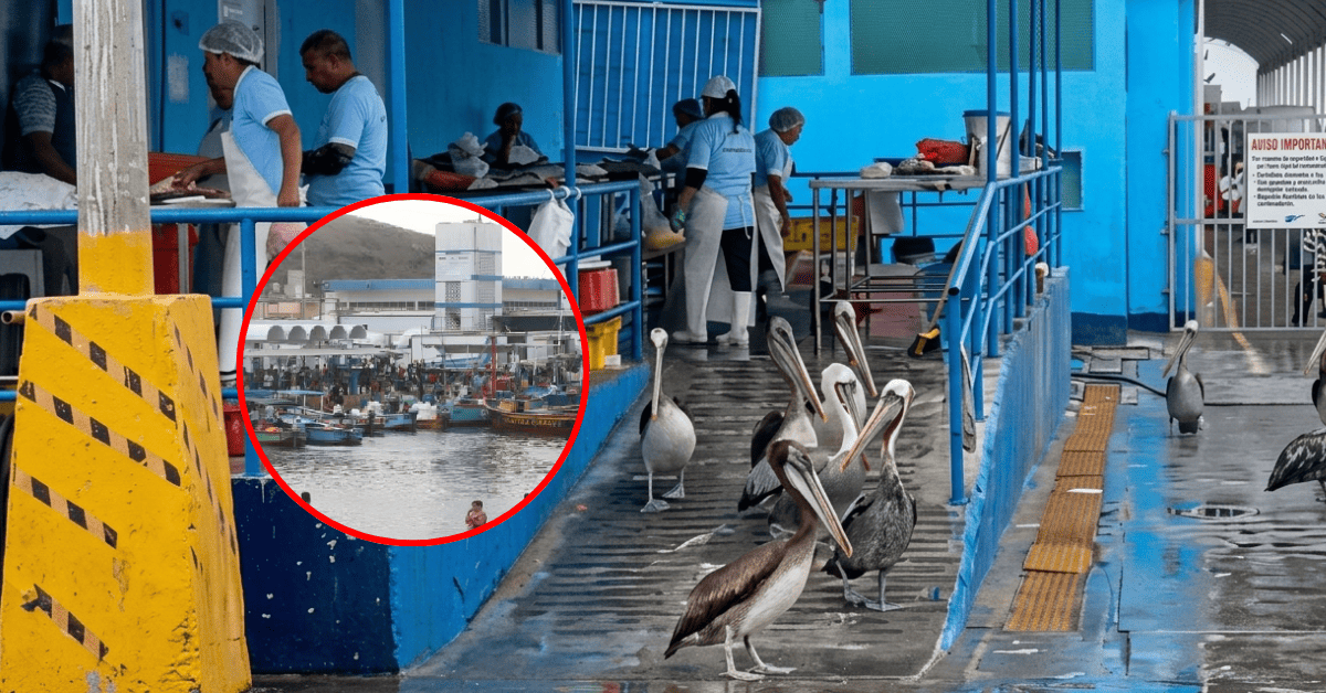 Alerta en Chimbote: Disminuye la aparición de aves marinas por falta de pescado en aproximadamente 30%