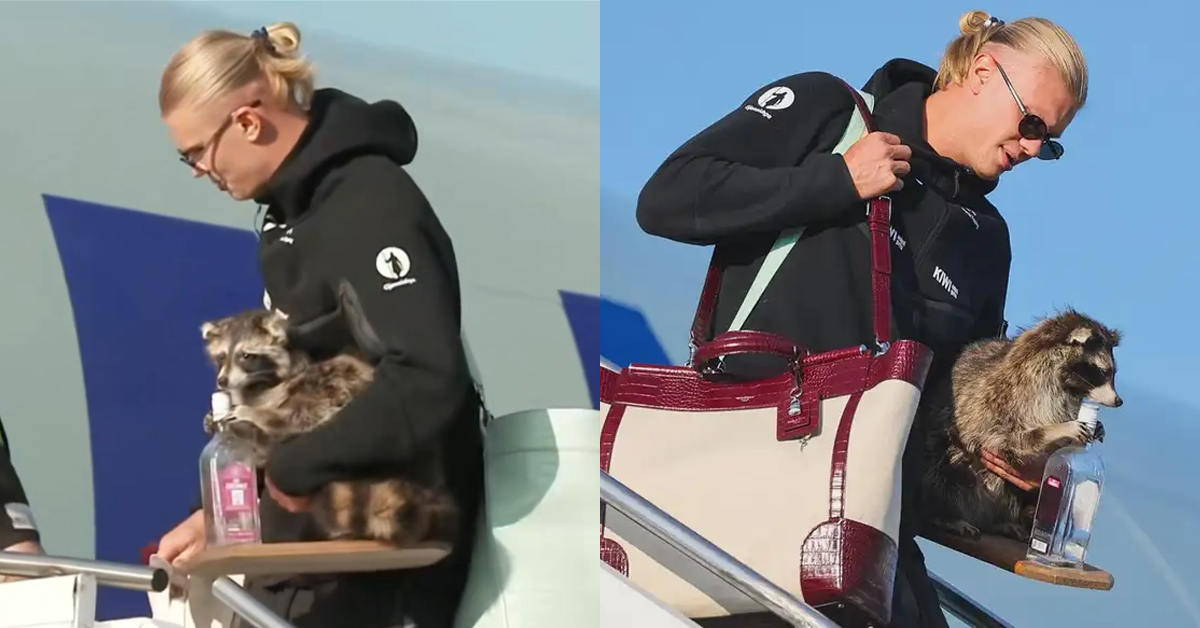 Erling Haaland regresa a Noruega con un mapache como recuerdo tras la eliminación: "Me siguió hasta casa"