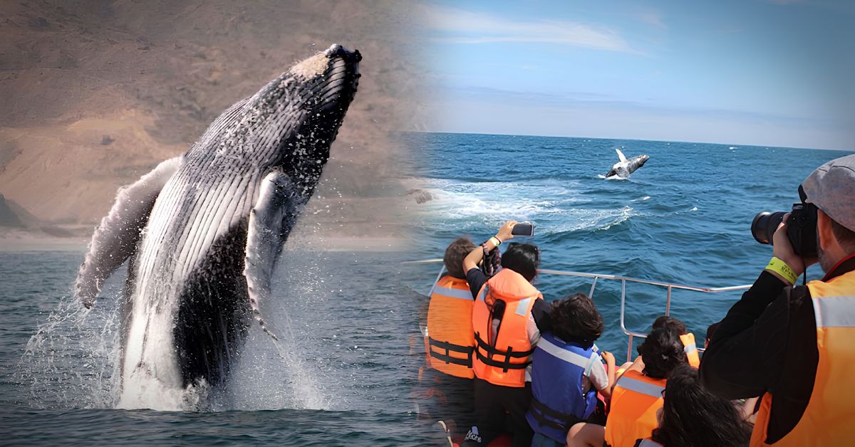 Ballenas jorobadas llegan al norte del Perú: Zorritos abre la temporada de avistamiento, la más esperada del año