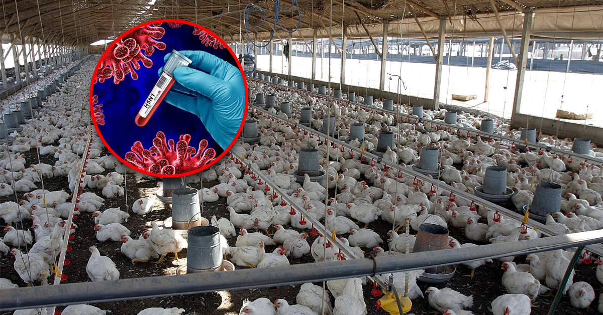 Peligro en la producción avícola: SENASA declara emergencia sanitaria por brote de influenza aviar H5N1